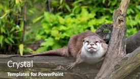  Presentation with indigenous - PPT theme enhanced with oriental-small-clawed-otter-crouched background and a tawny brown colored foreground