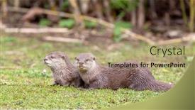  Presentation with south asia - Beautiful presentation theme featuring oriental-small-clawed-otters-aonyx backdrop and a coral colored foreground
