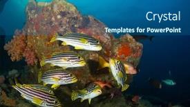  Presentation with coral reef - Audience pleasing theme consisting of oriental-sweetlips-fish-on-coral backdrop and a ocean colored foreground