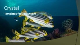  Presentation with coral reef - PPT layouts featuring oriental-sweetlips-fish-on-coral background and a ocean colored foreground
