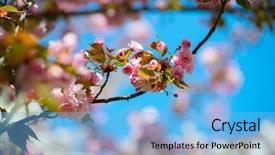  Presentation with sakura japanese cherry branch - Presentation consisting of orientalic - sakura cherry blossom cherry tree background and a light blue colored foreground