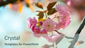  Presentation with cherry blossom - Audience pleasing presentation theme consisting of orientalic - sakura cherry blossom cherry tree backdrop and a cool aqua colored foreground