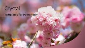  Presentation with cherry blossom - Presentation featuring orientalic - sakura cherry blossom cherry tree background and a coral colored foreground