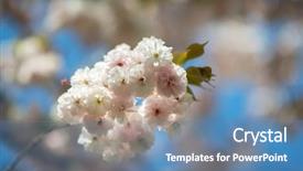  Presentation with cherry blossom - Colorful presentation design enhanced with orientalic - sakura cherry blossom cherry tree backdrop and a teal colored foreground