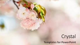  Presentation with cherry blossom - PPT theme having orientalic - sakura cherry blossom cherry tree background and a lemonade colored foreground