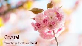  Presentation with cherry blossom - Presentation design featuring orientalic - sakura cherry blossom cherry tree background and a lemonade colored foreground