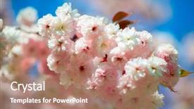  Presentation with cherry blossom - Slide set enhanced with orientalic - sakura cherry blossom cherry tree background and a coral colored foreground