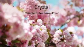  Presentation with cherry blossom - Amazing presentation design having orientalic - sakura cherry blossom cherry tree backdrop and a coral colored foreground