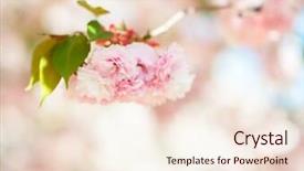  Presentation with cherry blossom - Presentation theme consisting of orientalic - sakura cherry blossom cherry tree background and a cream colored foreground