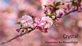 Presentation with cherry blossom - Audience pleasing presentation design consisting of orientalic - sakura cherry blossom cherry tree backdrop and a coral colored foreground