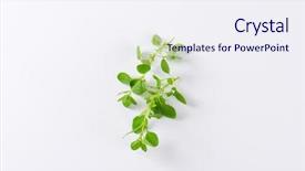  Presentation with oregano - Audience pleasing presentation theme consisting of origan - fresh oregano leaves on white backdrop and a sky blue colored foreground