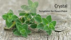 Presentation with oregano - Presentation theme enhanced with origan - fresh oregano on wooden background background and a light gray colored foreground