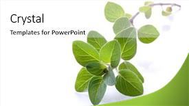  Presentation with oregano - Presentation theme with origan - fresh oregano sprig reflected background and a  colored foreground