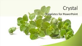 Presentation with oregano - Presentation theme consisting of origan - kitchen herb twig of oregano background and a soft green colored foreground