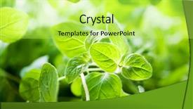  Presentation with oregano - Slides enhanced with origan - leaves of a fresh green background and a yellow colored foreground