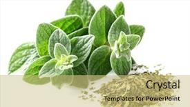  Presentation with oregano - Slides having origan - oregano fresh and dry background and a yellow colored foreground