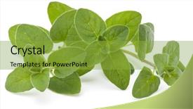  Presentation with oregano - Cool new PPT theme with origan - oregano or marjoram leaves isolated backdrop and a gold colored foreground