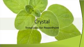  Presentation with oregano - Presentation theme with origan - oregano or marjoram leaves isolated background and a yellow colored foreground