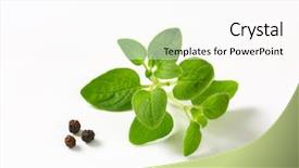  Presentation with oregano - Slide set with origan - oregano with pieces of cayenne background and a pink colored foreground