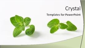  Presentation with oregano - Slides having origan - two sprigs of fresh oregano background and a pink colored foreground