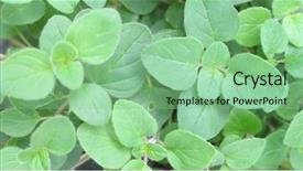  Presentation with oregano - Presentation theme with origanal - oregano grown in pot background and a seafoam green colored foreground