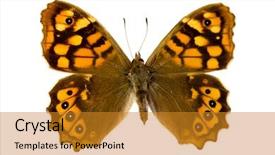  Presentation with speckled sheep - PPT layouts with originate - pararge aegeria aegeria butterfly background and a  colored foreground