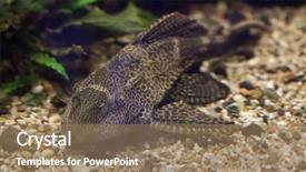  Presentation with catfish - PPT layouts consisting of orinoco sailfin catfish pterygoplichthys multiradiatus background and a coral colored foreground