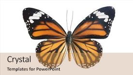  Presentation with balck - Presentation enhanced with ornage balck and red butterfly background and a gold colored foreground