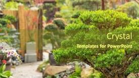  Presentation with bonsai - Slides with ornamental-bonsai-plant-in-garden background and a  colored foreground