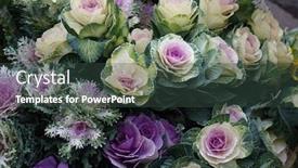  Presentation with cauliflower - Colorful slides enhanced with ornamental-cauliflower-in-autumn-natural backdrop and a tawny brown colored foreground