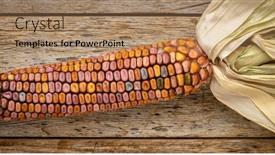  Presentation with wood harvest - Audience pleasing presentation theme consisting of ornamental-corn-ear-close-up backdrop and a coral colored foreground