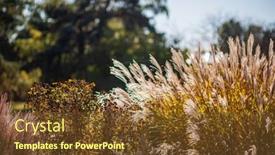  Presentation with grass - Presentation theme having ornamental-grass-in-the-autumn background and a tawny brown colored foreground