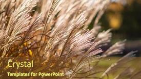  Presentation with garden - Slide deck consisting of ornamental-grass-in-the-autumn background and a tawny brown colored foreground