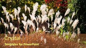  Presentation with feather - Presentation theme with ornamental-grass-miscanthus-sinensis-silver background and a tawny brown colored foreground