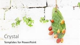  Presentation with white green - PPT theme with ornamental-green-desert-cactus background and a white colored foreground