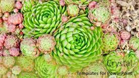  Presentation with name - Slide deck with ornamental groundcover perennial the latin name sempervivum english name hens and chickens background and a yellow colored foreground
