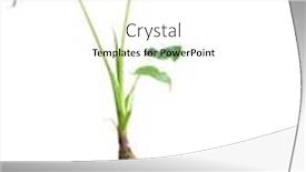  Presentation with lily - Cool new presentation design with ornamental-night-scented-lily-alocasia backdrop and a white colored foreground