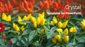  Presentation with pepper - Colorful PPT layouts enhanced with ornamental pepper backdrop and a tawny brown colored foreground