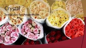  Presentation with roses - Cool new PPT theme with  backdrop and a  colored foreground