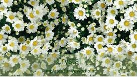  Presentation with chrysanthemum - Colorful presentation theme enhanced with flower theme panoramic chrysanthemum backdrop and a seafoam green colored foreground