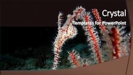  Presentation with ghost - PPT theme having ornate ghost pipefish tropical fish background and a wine colored foreground