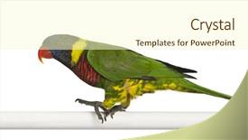  Presentation with parrot - Slide set having ornate lorikeet trichoglossus ornatus background and a cream colored foreground