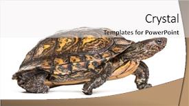  Presentation with fade blue painted red white - Presentation having ornate or painted wood turtle background and a white colored foreground