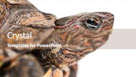  Presentation with turtle - Beautiful PPT theme featuring ornate or painted wood turtle backdrop and a coral colored foreground