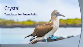  Presentation with ecuador - Cool new PPT layouts with ornithology - blue-footed booby - iconic backdrop and a sky blue colored foreground