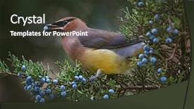  Presentation with winter blue - Beautiful theme featuring ornithology - cedar waxwing eating a blue backdrop and a tawny brown colored foreground