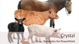  Presentation with animals - Audience pleasing theme consisting of ornithology - different animals on white background backdrop and a lemonade colored foreground