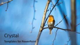  Presentation with small european robin erithacus rubecula - Cool new slide deck with ornithology - european robin erithacus rubecula known backdrop and a teal colored foreground