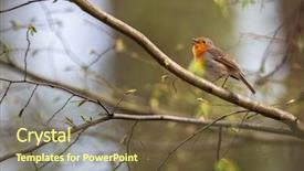  Presentation with small european robin erithacus rubecula - Presentation theme with ornithology - european robin erithacus rubecula known background and a tawny brown colored foreground