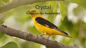  Presentation with golden standard - Beautiful PPT theme featuring ornithology - golden oriole in natural habitat backdrop and a gold colored foreground